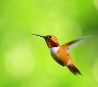 pic for hummingbird 1440x1280